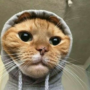 Meet your Posher, Lubna